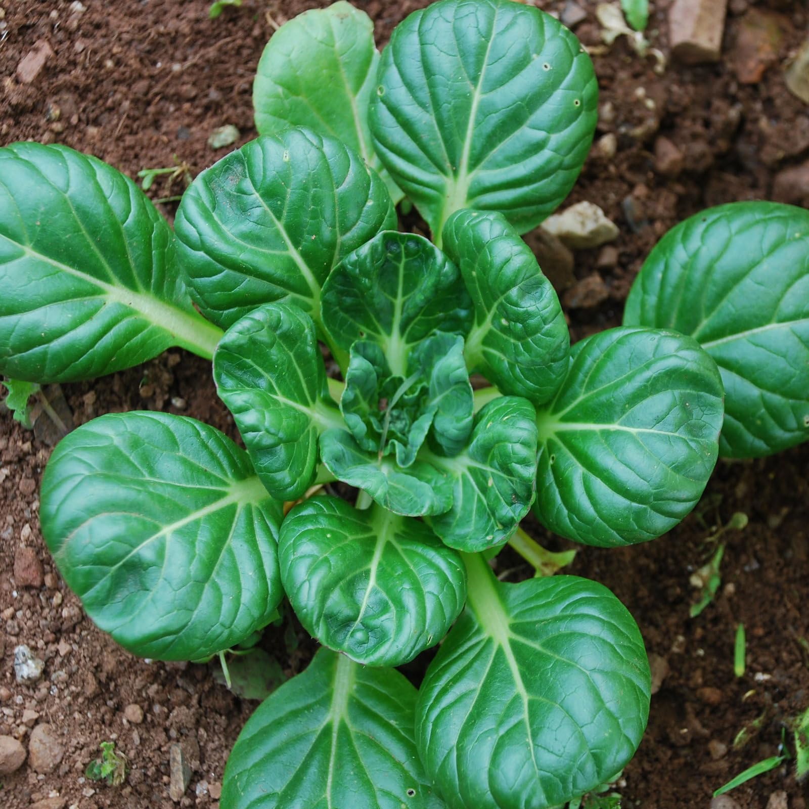Plant World Seeds - Cabbage (Chinese) Tatsoi Seeds (Cabbage Seeds)