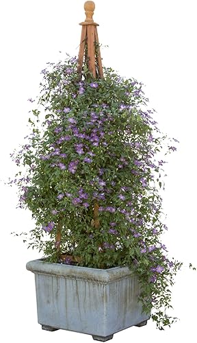 Miniatura 6 de Happy Jack Purple Clematis - Arbusto vivo flores moradas 1 galón