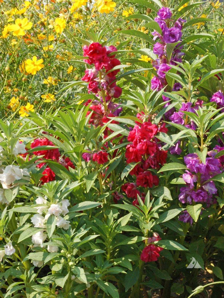 Nelesa Gardening Balsam Dwarf Multicolour Double Petal Mixed Flower Seed - Pack 50 seeds (B01LZF1GI5) Amazon Price History, Amazon Price Tracker