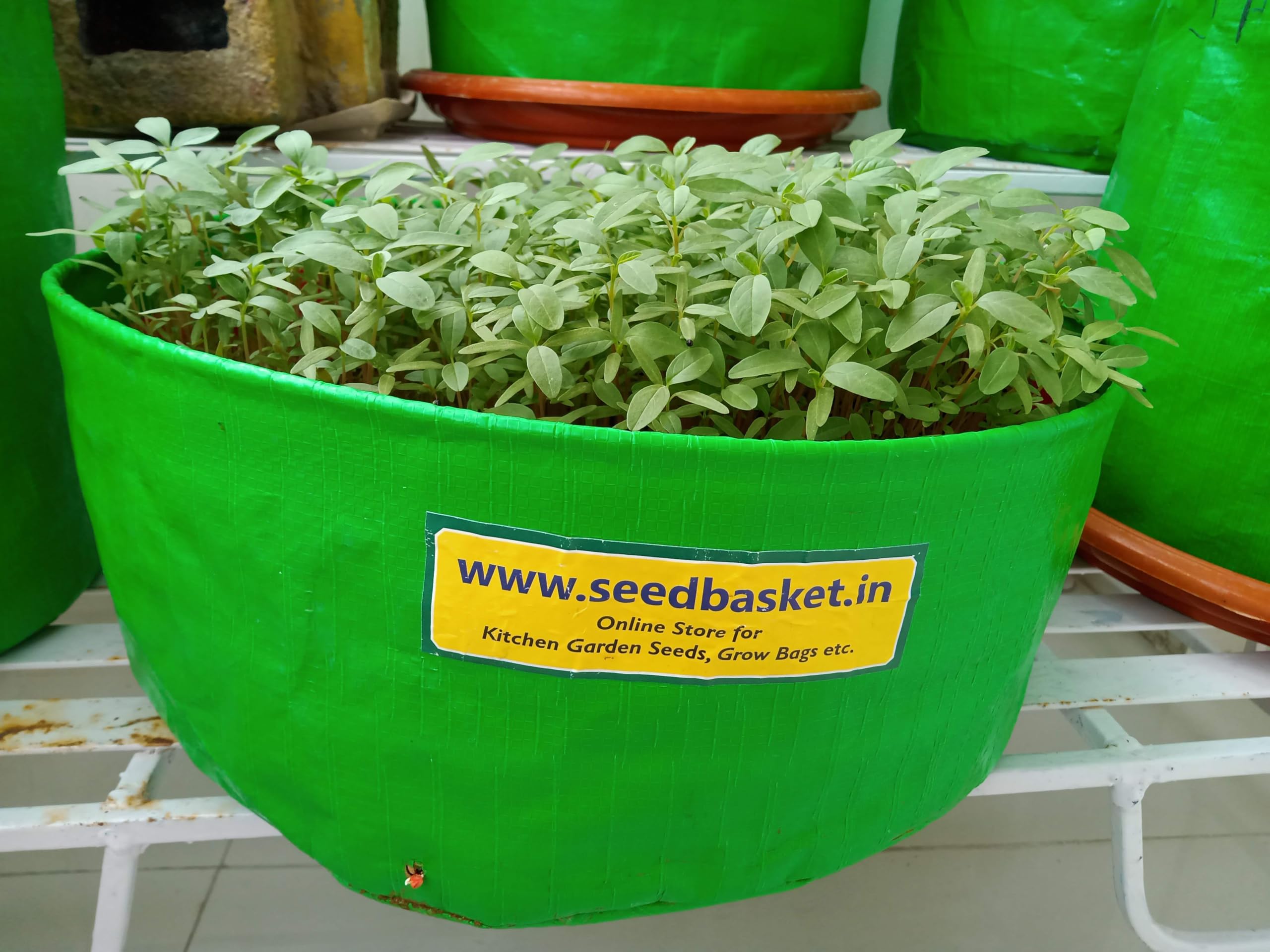 Seedbasket Pack-10 Native & Heriloom Green Leafy Vegetable Seeds Combo | 6200+ Seeds and Instruction Manual 4