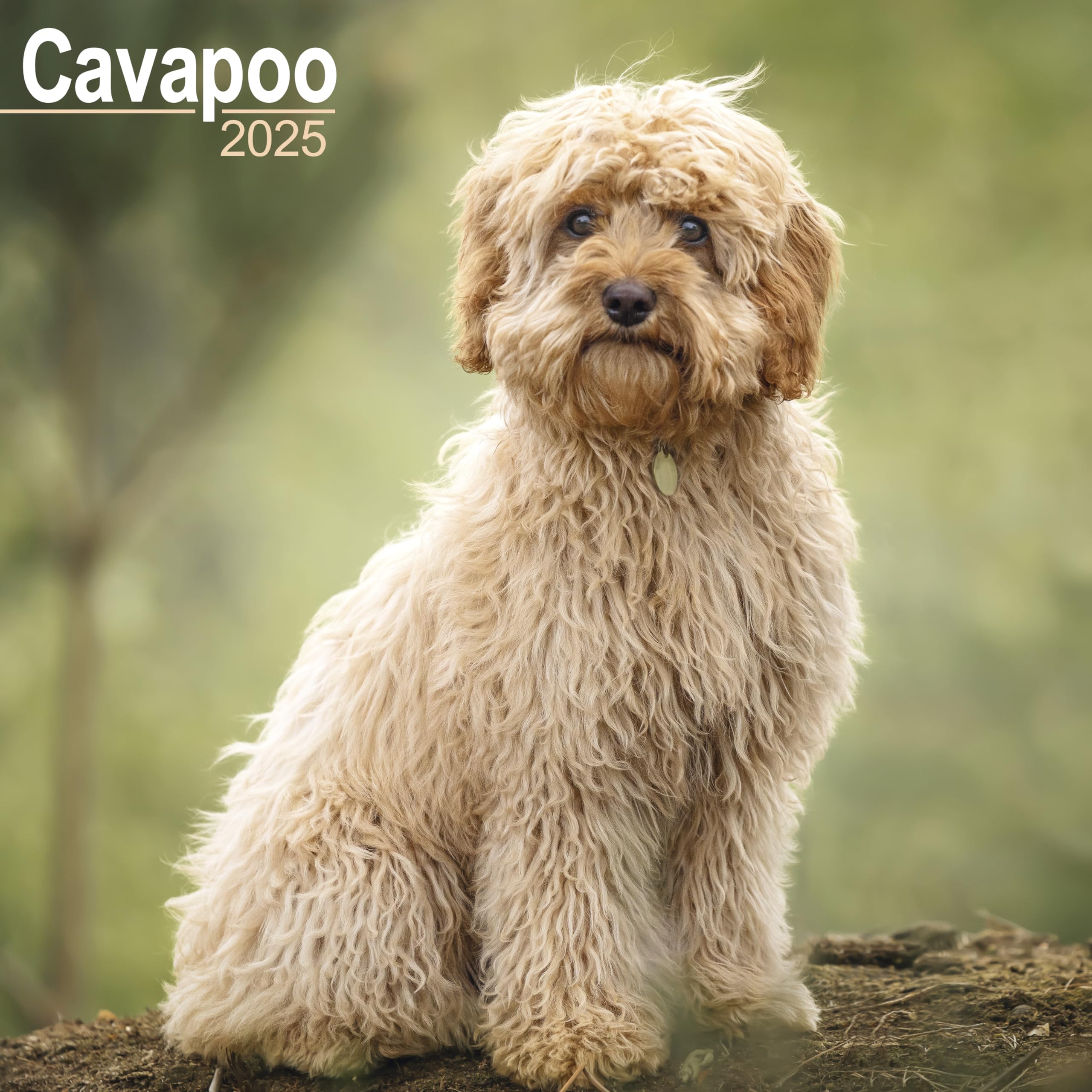 Cavapoo 2025 Square Wall Calendar | Dog Breed Calendar