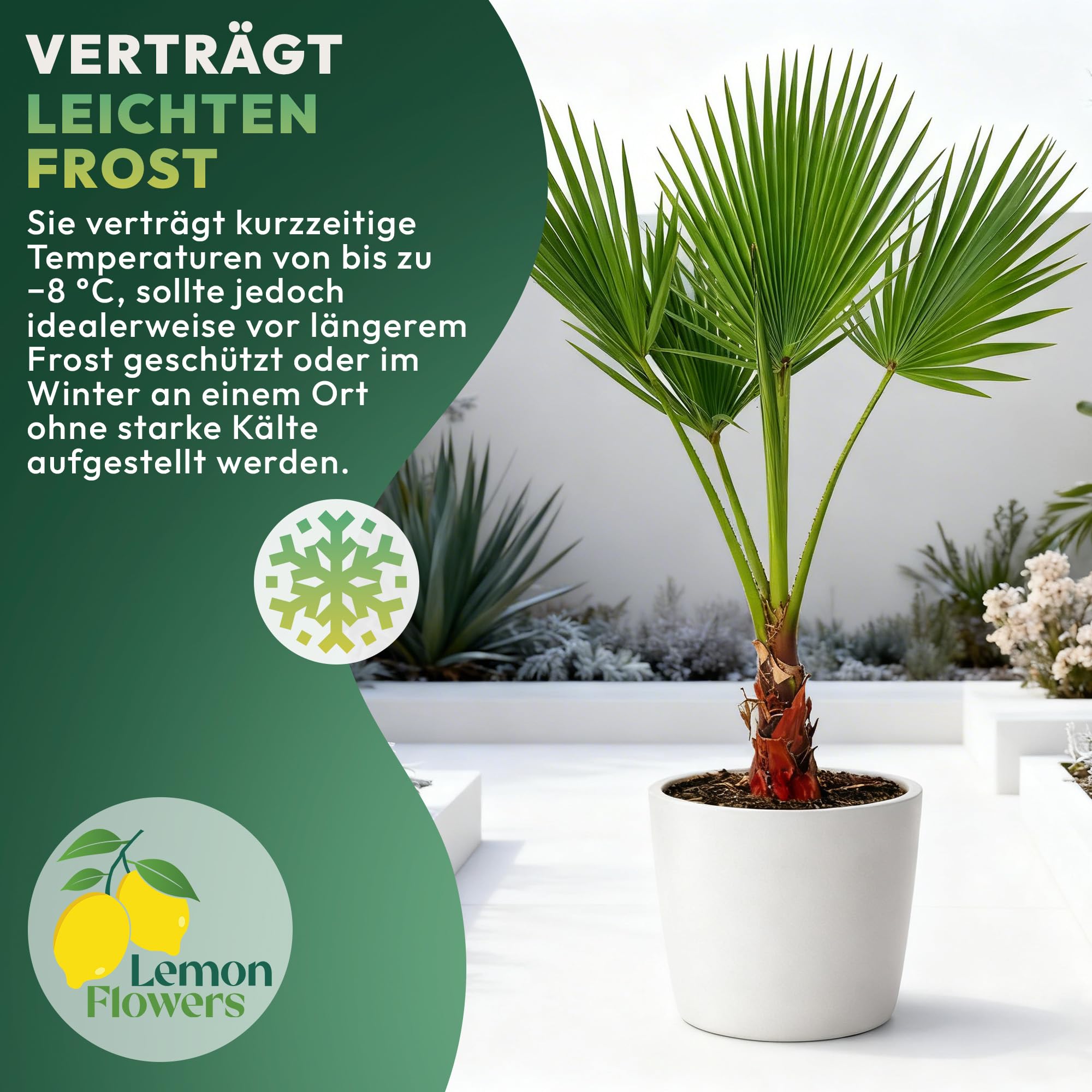 Lot de 2 Palmiers 140 cm Phoenix & Washingtonia – Palmier Naturelle