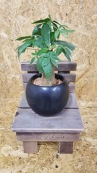 その他観葉植物 3104 ガジュマルの木 観葉植物 4号鉢苗 小さいサイズ 鉢植え