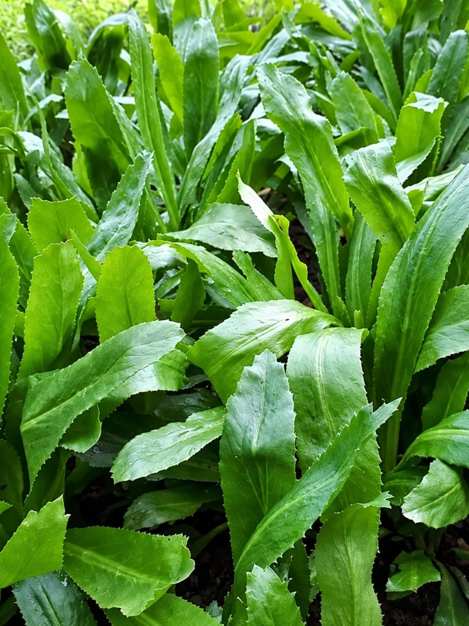 3500+ Vietnamese Culantro (Ngò GAI) Heirloom Herb Seeds, Eryngium Foetidum