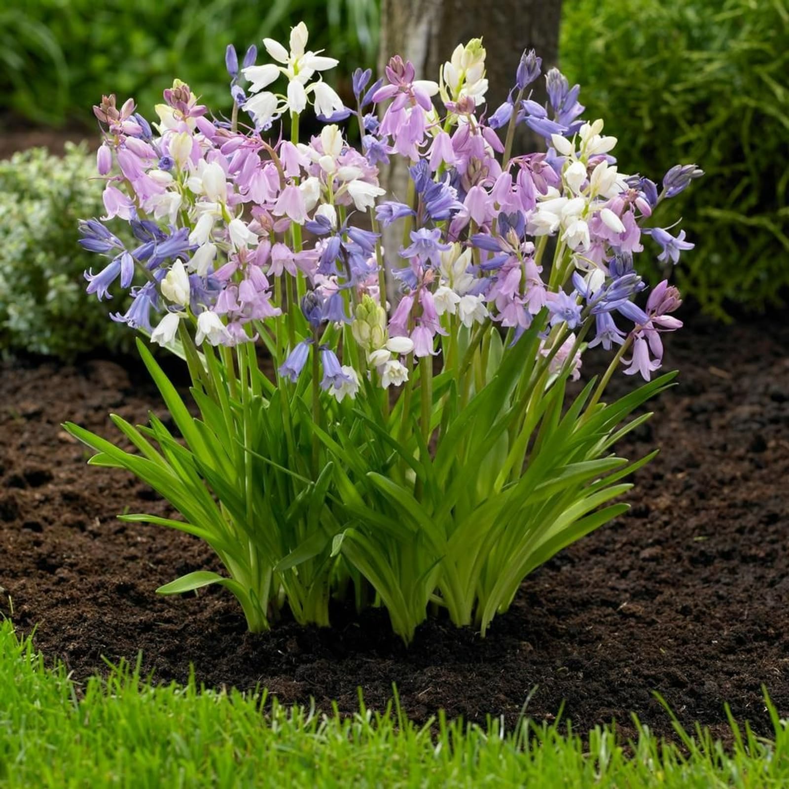 Carbeth Plants - 25 x Spanish Bluebell Mixed Spring Bulbs - Multi Coloured Spring Summer Flowering Perennials - Low Maintenance UK Hardy Bee Friendly - Grow in Beds, Borders & Patio Pots