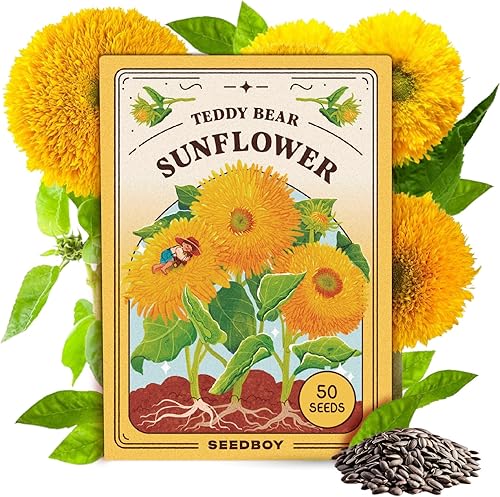 Seedboy Sungold - Semillas de girasol de oso de peluche para plantar en interiores y exteriores, sin OMG y certificado por la USDA, paquete de