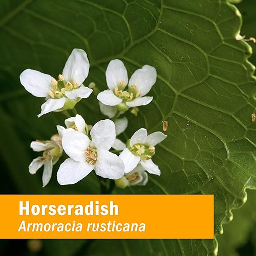 Miniatura 2 de Herb Pharm Extracto líquido de rábano picante orgánico certificado para apoyo del sistema respiratorio - 1 onza (DHRAD01)