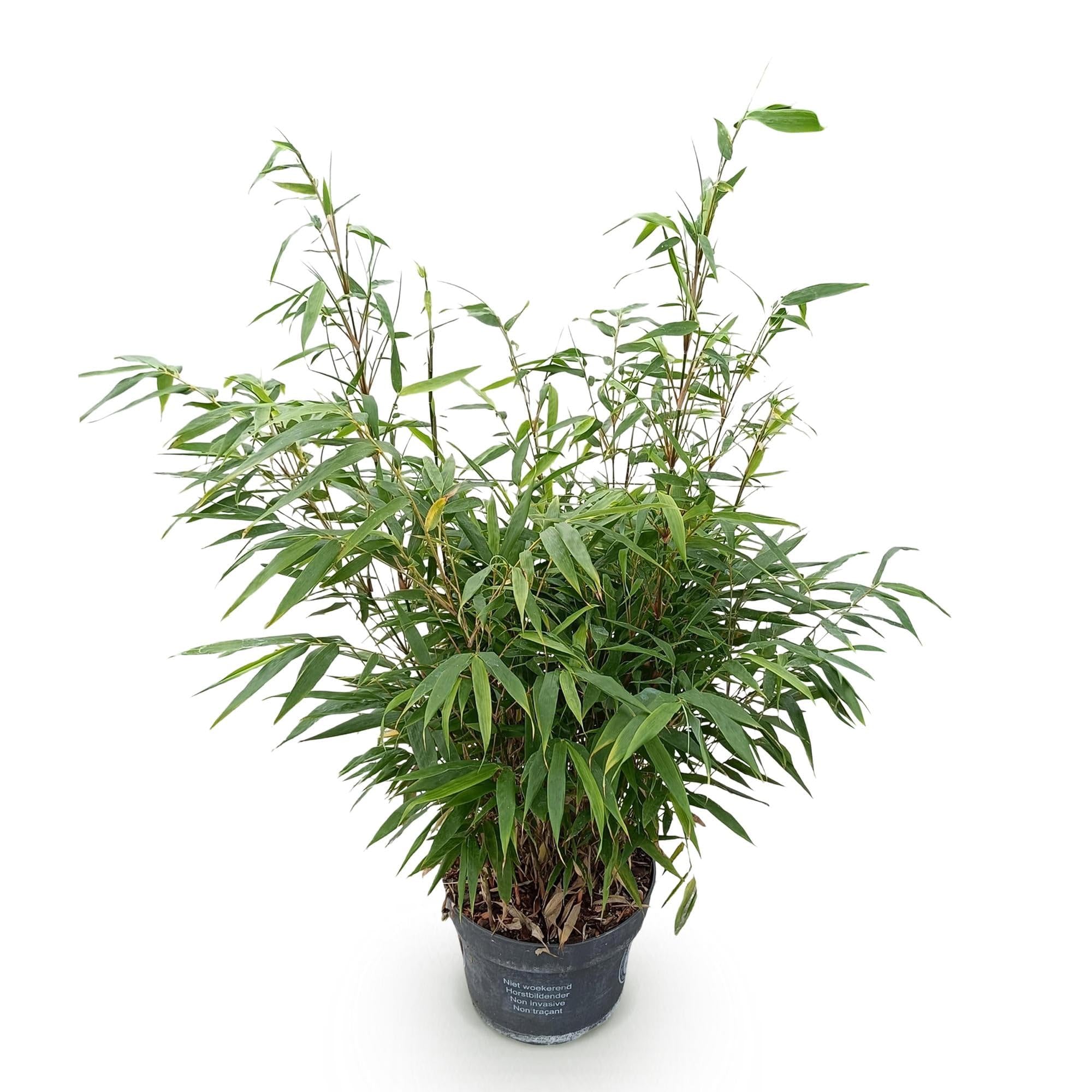 Bambus Fargesia robusta Pingwu – Ø23cm, 80cm – immergrün, winterhart