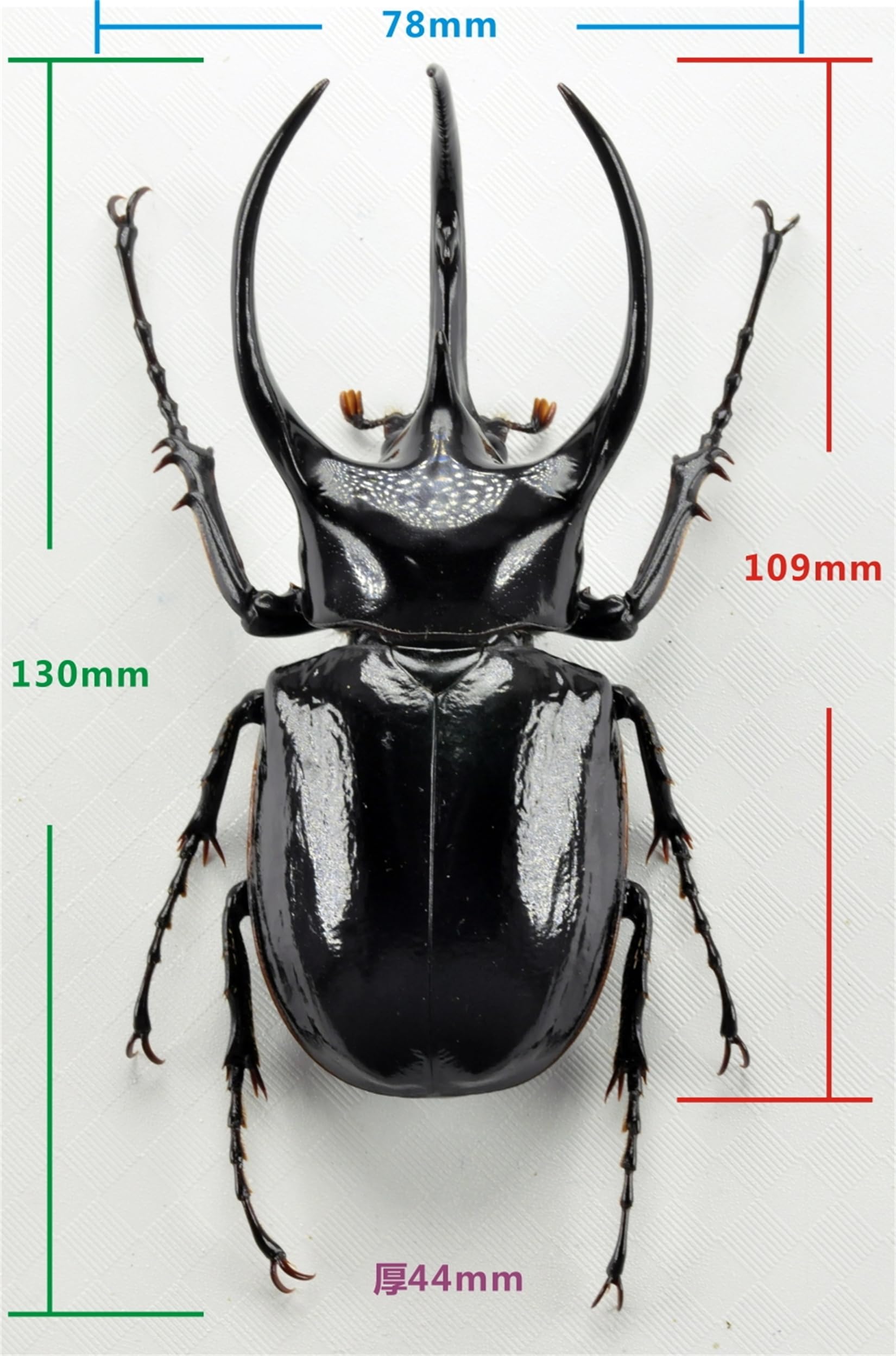 Amazon | BACALYSO | 涅槃 1/1 サイズ アトラスオオカブト フィギュア