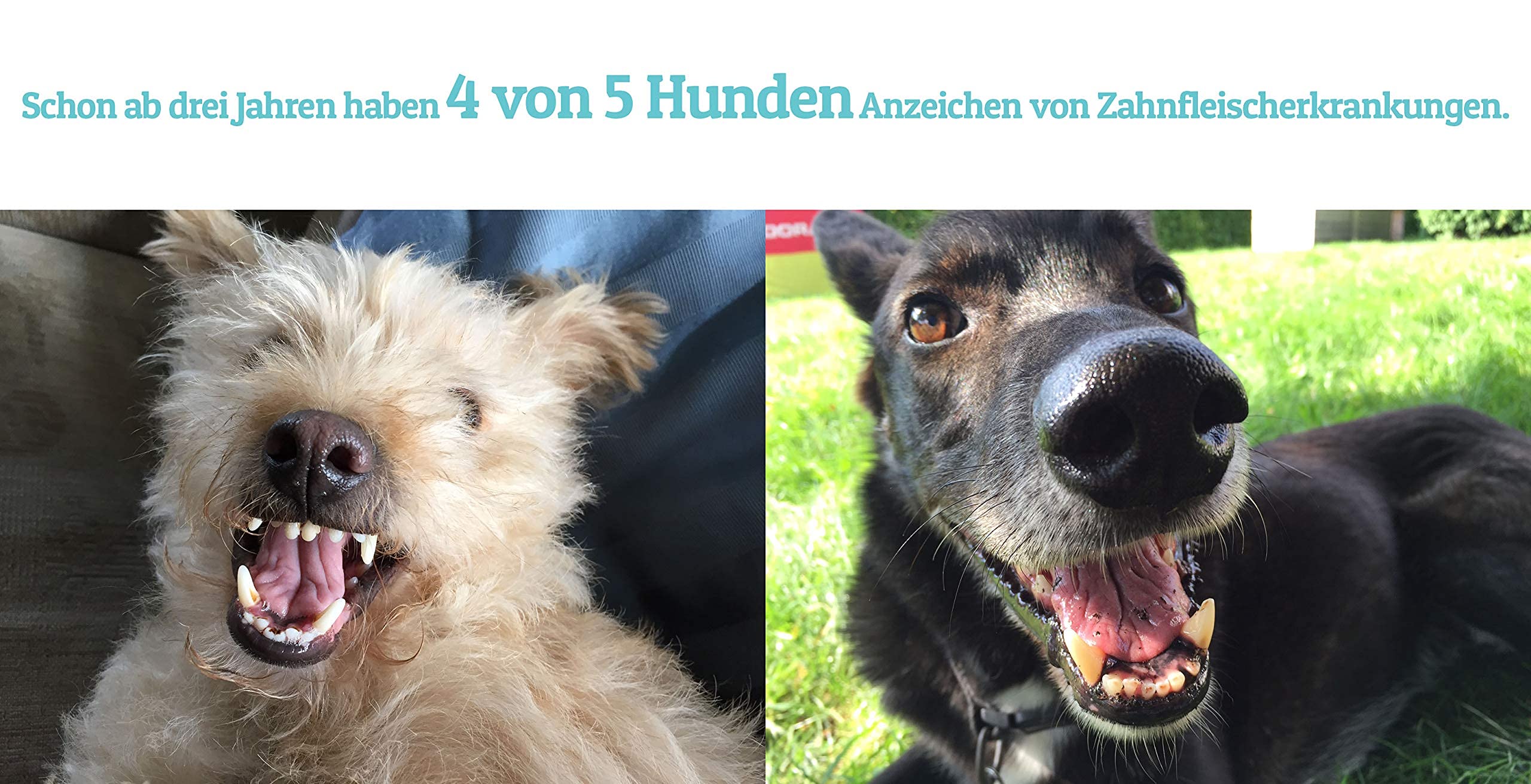 Zahnpflege Wasserzusatz für Hunde und Katzen | Frischer Atem und gesunde Zähne - Hilft Plaque und Zahnstein vorzubeugen - 500ml (Classic)