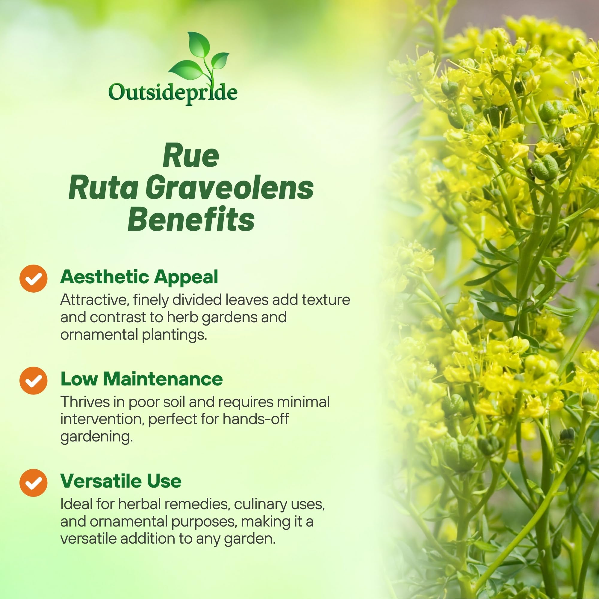 Outsidepride Rue Seeds 2000 Pcs Perennial Versatile And Easy To |  Desertcart INDIA
