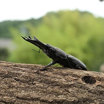 カイコ(幼虫)とオオクワガタプロモセット 匿名配送】蟲神器