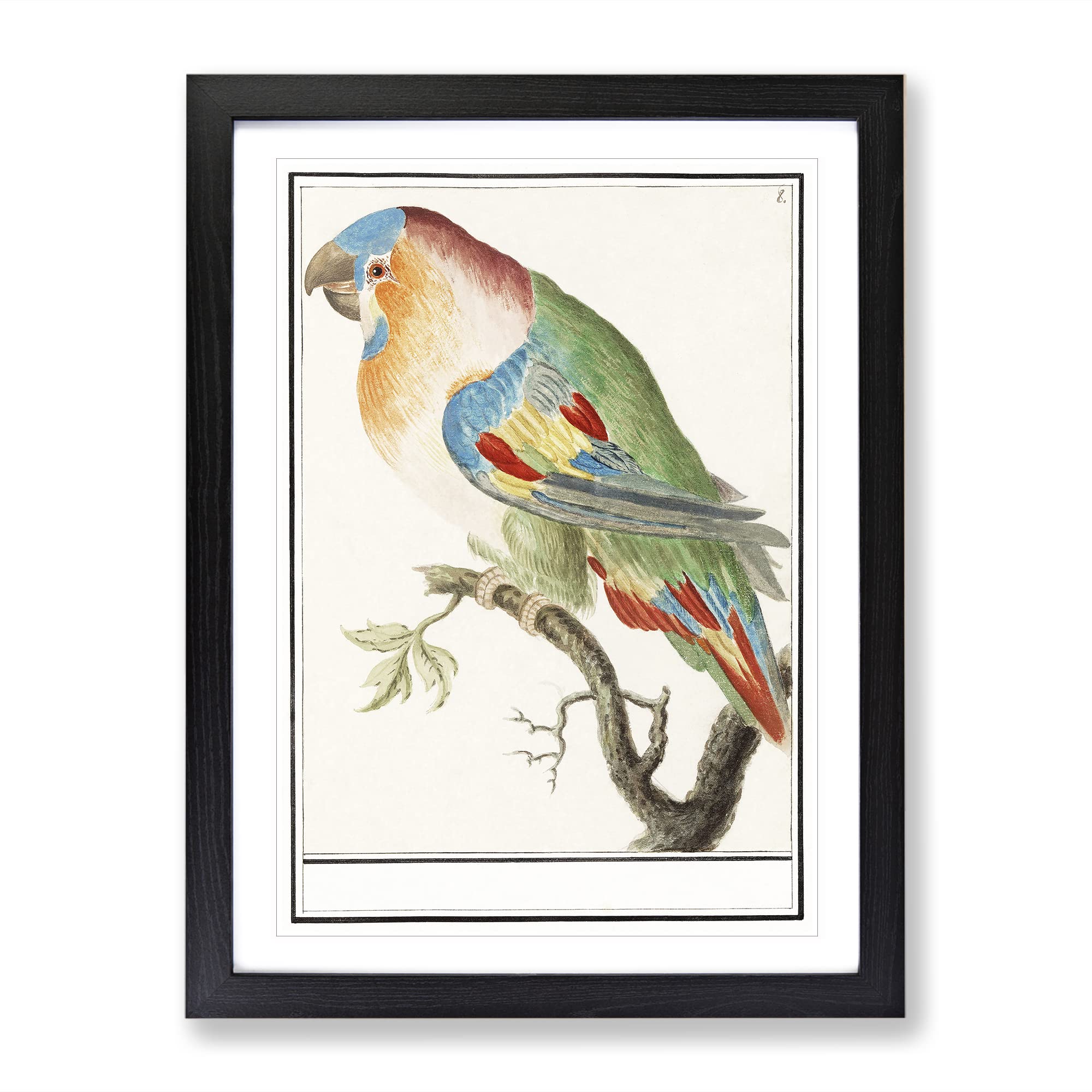 The Parrot By A.B. De Boodt Vintage Framed Wall Art Print, Ready to Hang Picture for Living Room Bedroom Home Office Décor