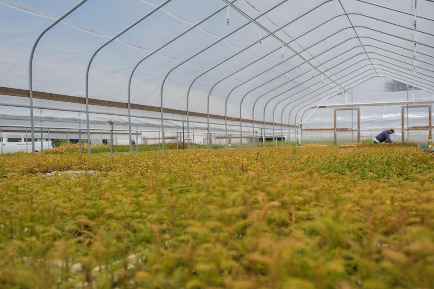 Dawn Redwood | Lot of 30 Tree Seedlings | The Jonsteen Company