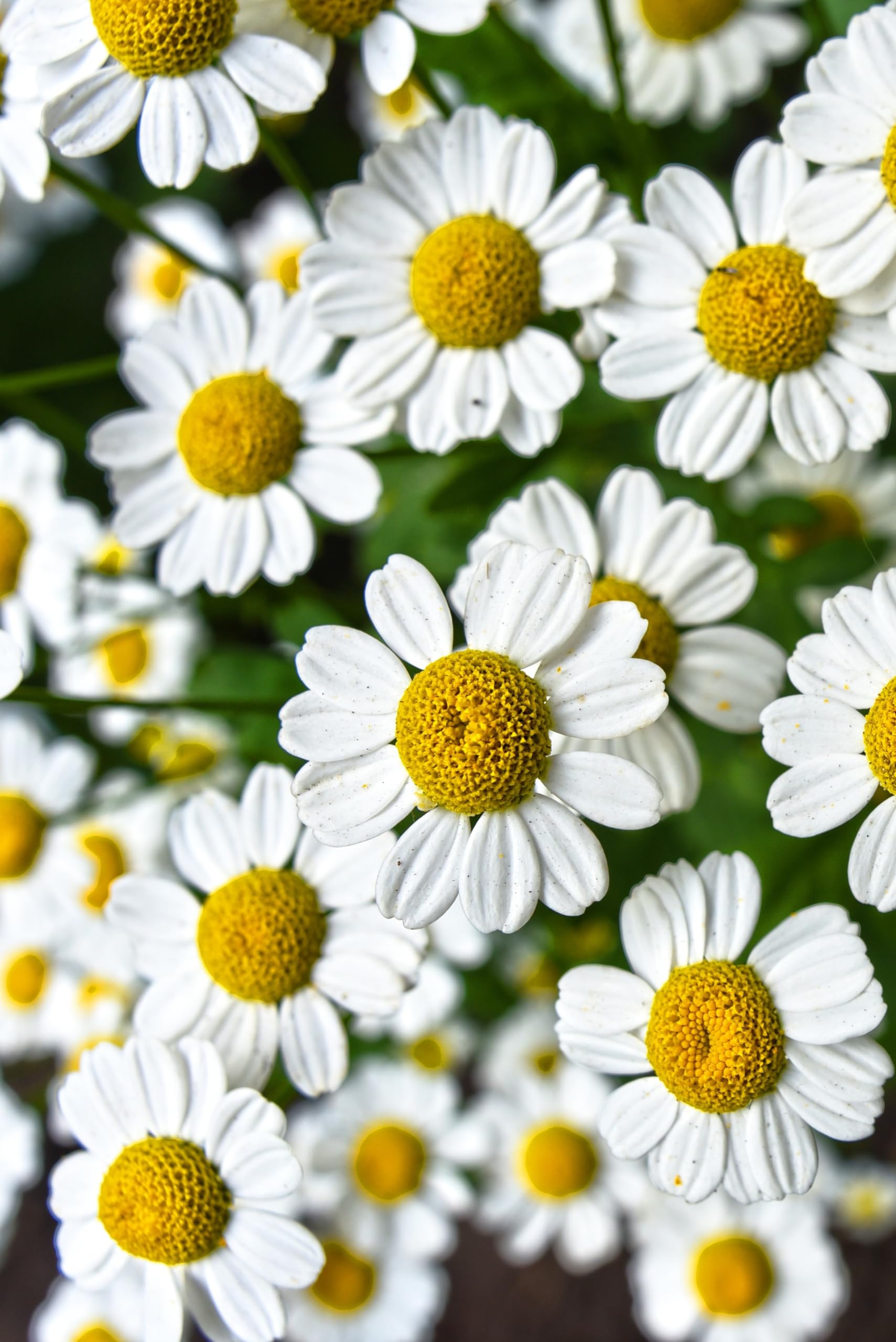 Echte Kamille, Hirtentäschel, Acker Vergissmeinnicht Samen. 'Wildblumen - Heilpflanzen Mix' (200000 Samen)