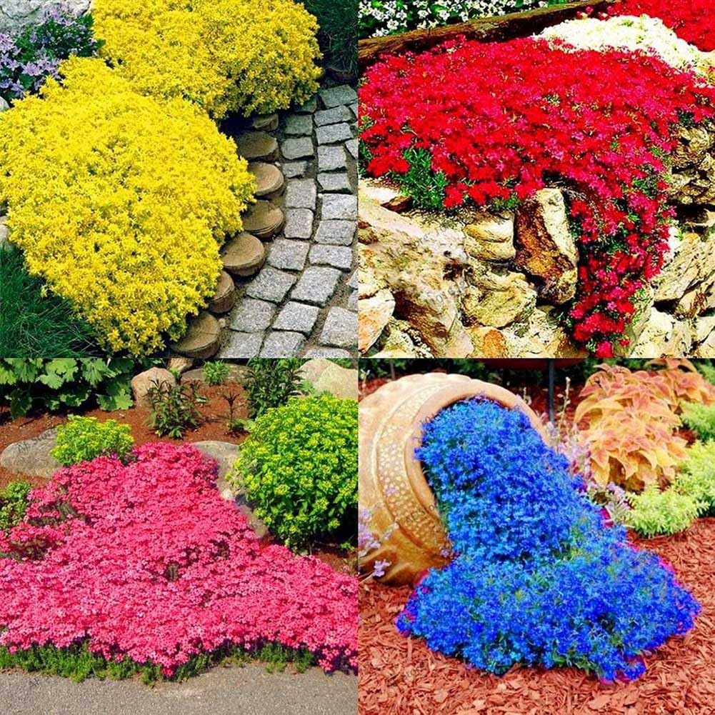 Semillas De Berro De Roca (Rock Cre) - 300 Unidades, Cubresuelos Perenne, Fácil De Cultivar, Decoración Para Jardín Y Macetas
