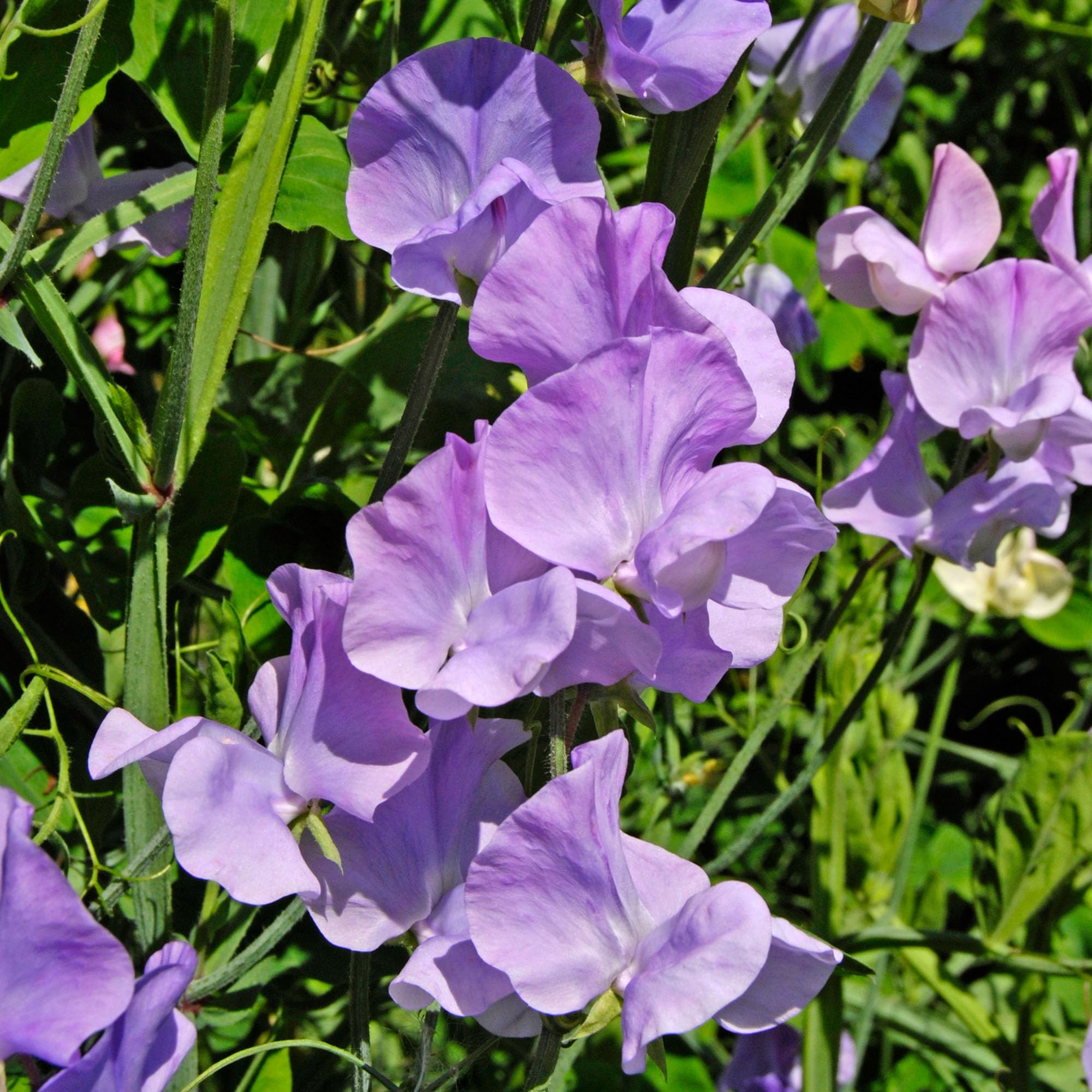 Summer Bedding Plants - Leamington Sweet Pea Plants Garden Ready - Flowering Climbing Sweet Peas for Borders, Beds, and Pots - Hardy Annual Lathyrus Odoratus Sweetpea Collection (9cm Pots, Pack of 6)