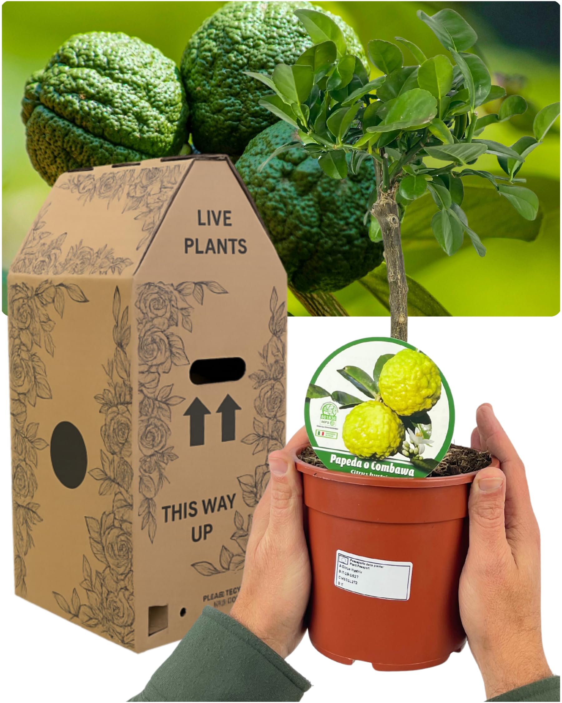 Verdant Living Live Mini Kaffir Lime Tree – Dwarf Citrus Plant for Indoors & Outdoors. Real Fruit-Bearing Lime Tree in Pot. Compact Evergreen Houseplant & Perfect Garden Gift. Easy to Grow