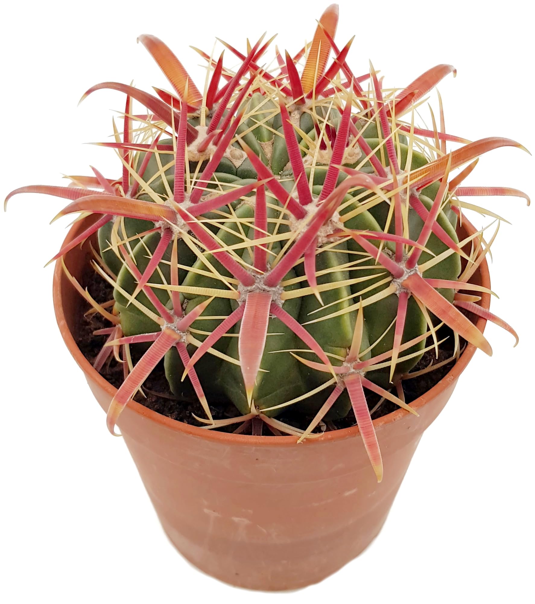 Fangblatt - Ferocactus latispinus 'Devil's Tongue' - robuster Teufelszungen- Kaktus - einfach zu pflegende Sukkulente - attraktive Zimmerpflanze :  Amazon.de: Garten