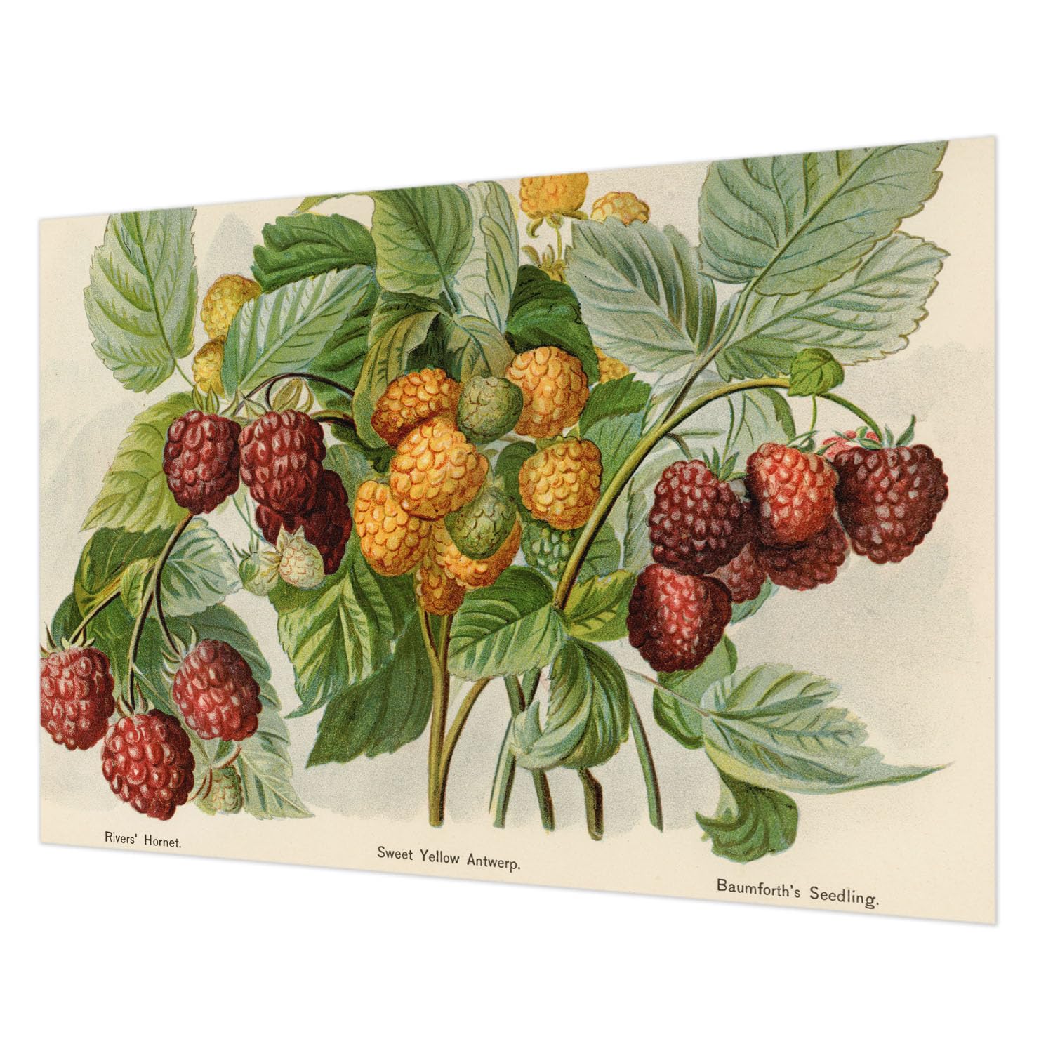Décor mural intissé facile à nettoyer avec colle incluse 312x219