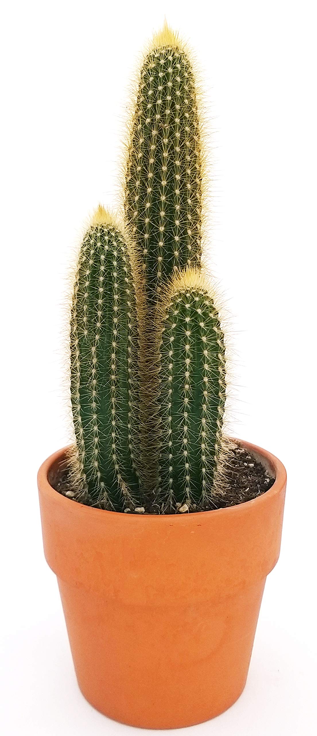 POWERS TO FLOWERS - Cactus Pilosocereus Glaucescens In Vaso 14 Cm, Pianta Vera Succulenta Colonnare, Ideale Per Interni, Regalo Verde Con Omaggio Sorpresa