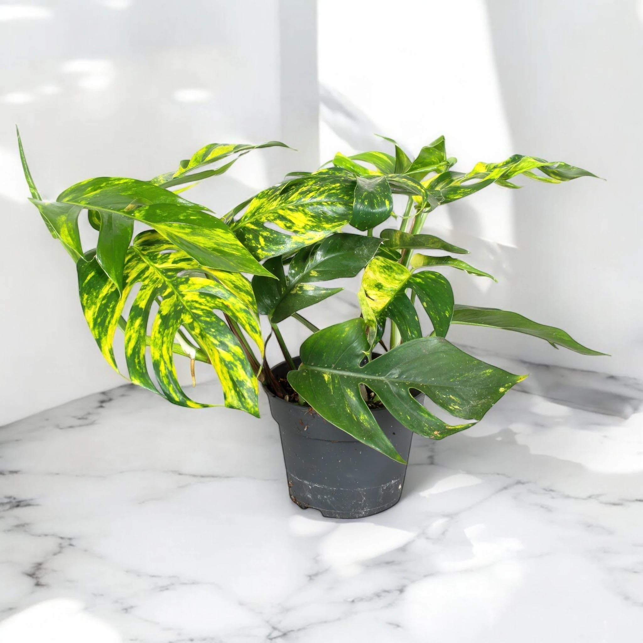 Epipremnum pinnatum 'Cintho goldfinger' Pianta da Interno Ornamentale, Colore Verde, Vaso 17 cm, 1 Pezzo