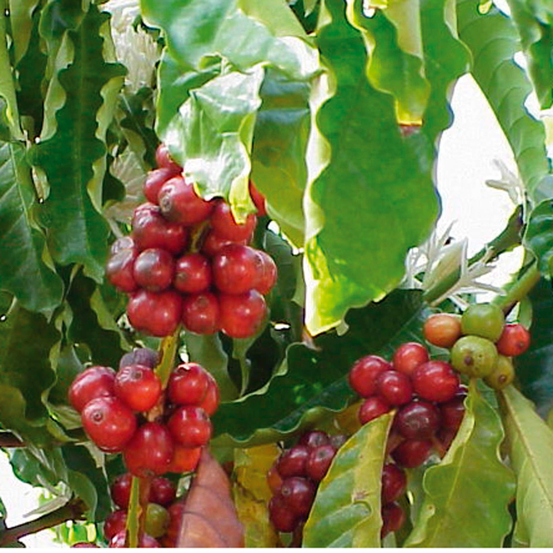 Caffè Corsini - Kawa Ziarnista 3x250g Compagnia Dell'Arabica Mix Brazylia/Kolumbia/Indie, Single Origin, Łącznie 750 g