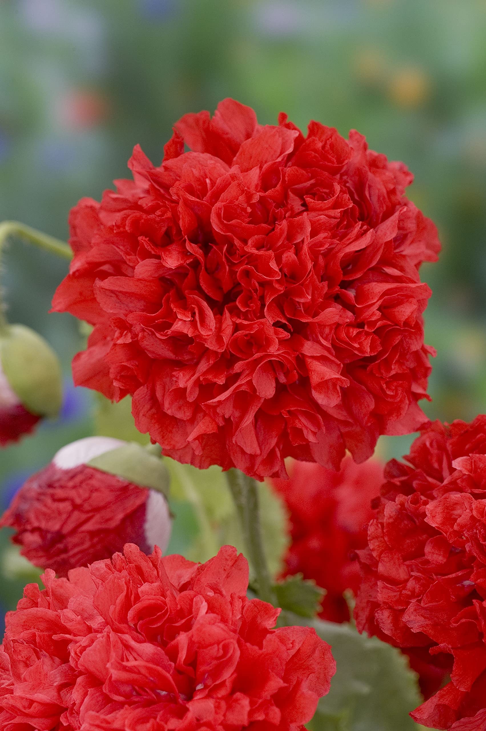 Rinvenimento Del Papavero D'Oppio Lungo La SP7: Una Testimonianza Della Ricca Biodiversita Del Cirotano - Foto 3