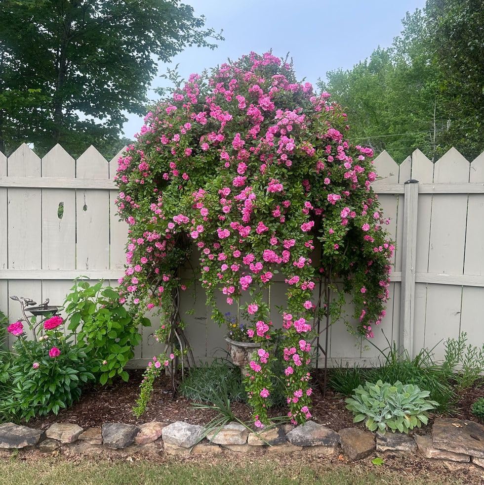 50+ SEEDS- Pink Peggy Martin Climbing Rose Flower Seeds For Planting. (B0D6CFGYZT) Amazon Price History, Amazon Price Tracker