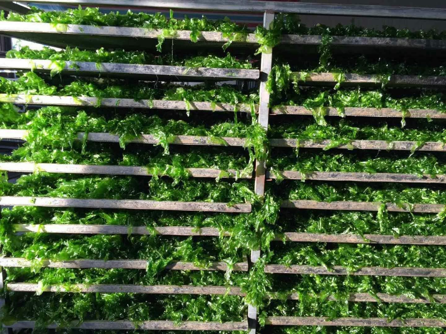 Food Ingredient,Dried Aonori Flakes (5 bag (14.1oZ))