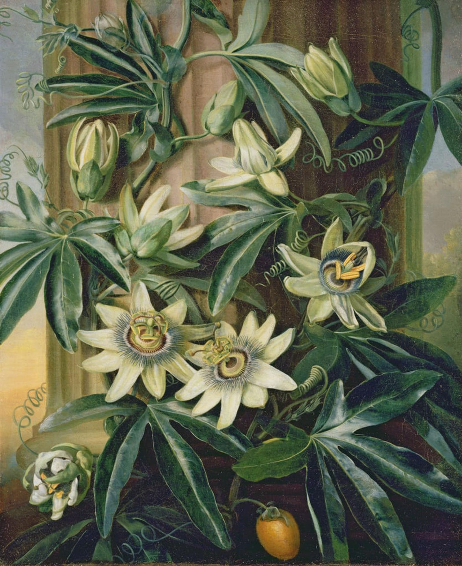 ARTXLXXBN Famous Print Painting Colorful Art Print Blue Passion Flower for the temple of Flora by Famous Artist Canvas Art Decorations for Home Decor 60x90cm
