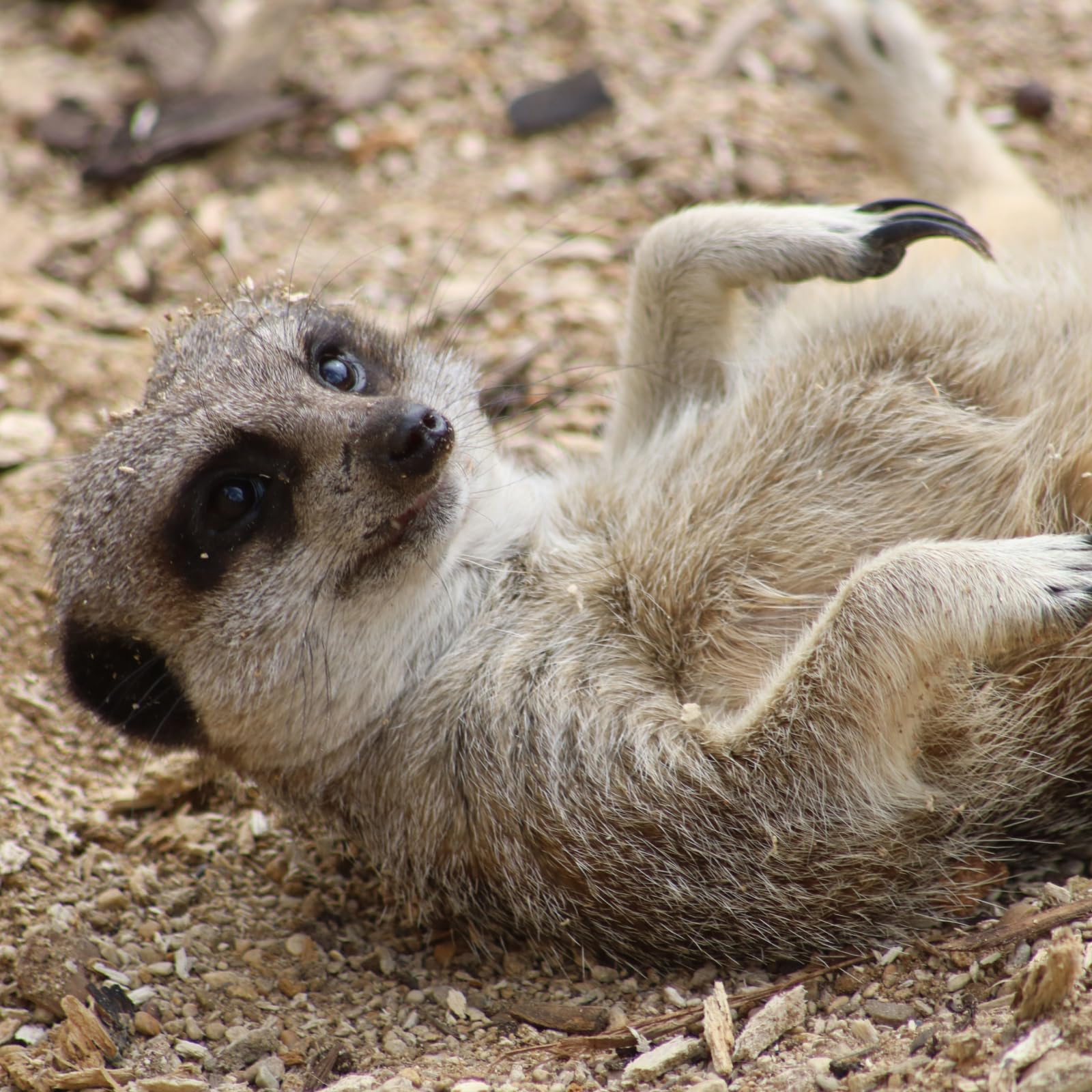 Meet and Feed the Meerkats for Two at Millets Falconry Centre - Image 2