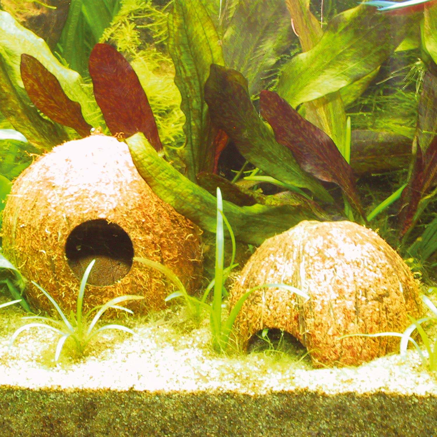 JBL 61510 miska na orzech kokosowy jako jaskinia do akwariów i terrariów, Cocos Cava 1/2 l