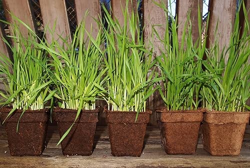 Miniatura 4 de CowPots - Macetas redondas, 7.62 cm, cuadrado, NA