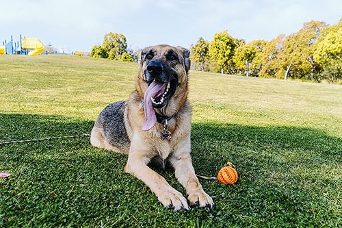 Miniatura 5 de Juguete de cuerda y pelota para perros para entrenamiento de perros, ejercicio, agilidad, persecución, tirones y tira y afloja, cuerda de 10 pies,