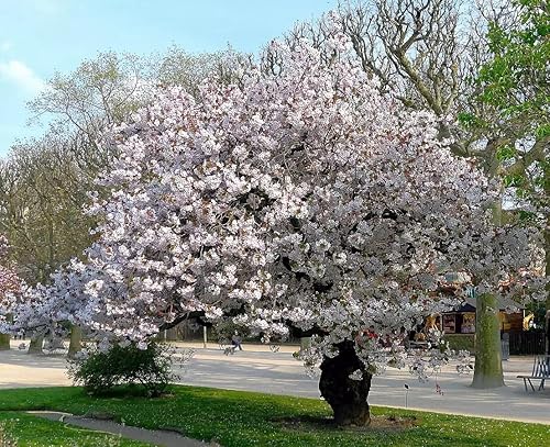 Miniatura 4 de Cerezo Blanco Japonés  Semillas Premium  Prunus serrulata 'Spontanea'  Primavera  Plants' (Premium Seeds, 20)