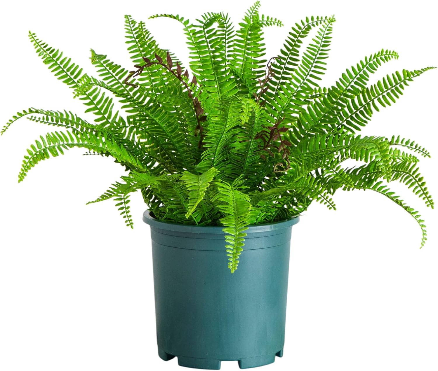 Nearly Natural 23in. UV Resistant Artificial Boston Fern Plant with Real Touch Leaves (Indoor/Outdoor)