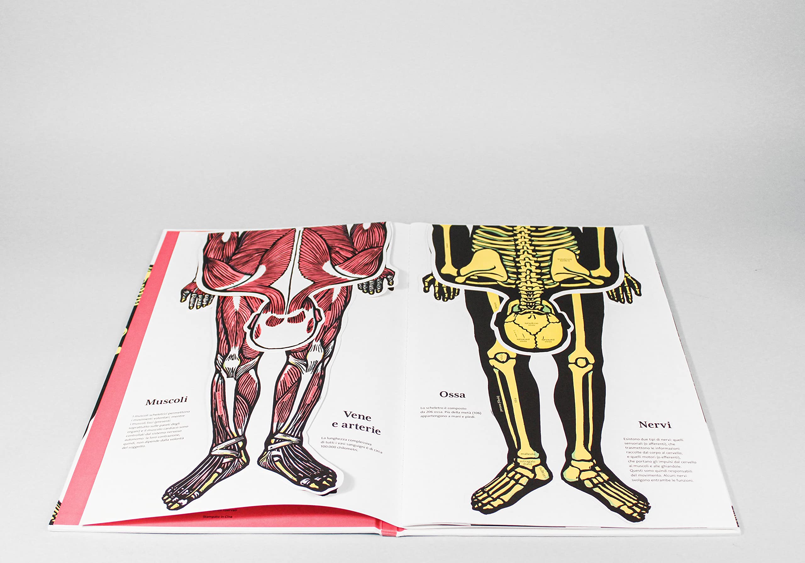 Il corpo umano. Ediz. a colori
