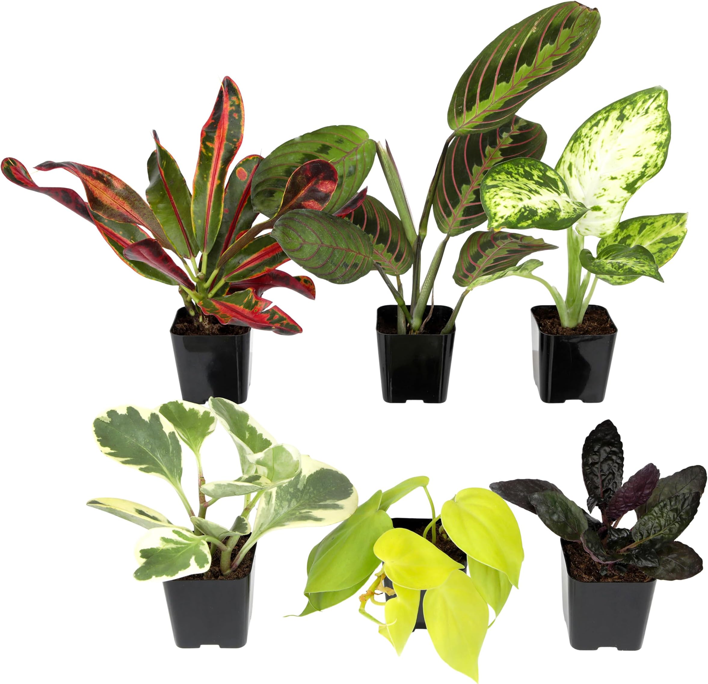 Easy to Grow Houseplants (Pack of 6), Live House Plants in Containers, Growers Choice Plant Set in Planters with Potting Soil Mix, Home Décor Planting Kit or Outdoor Garden Gifts by Plants for Pets