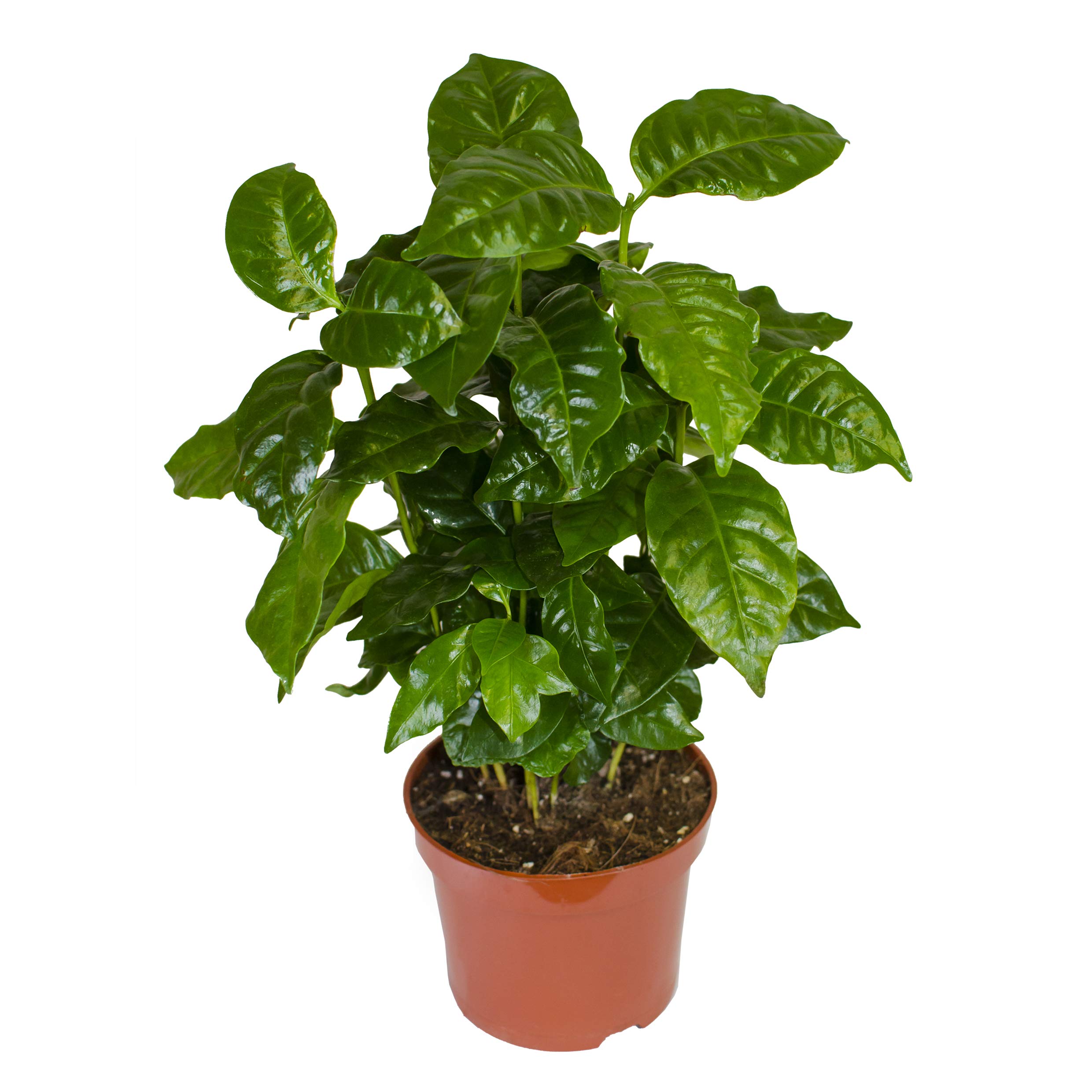 3 Echte Kaffee Pflanze Coffea Arabica ca. 30cm - Kaffeepflanze  Kaffeestrauch, Zimmerpflanzen, Zimmerpflanzen Set, coffee to grow,  kaffeepflanze kaufen, kaffee arabica pflanze, kaffe pflanze : Amazon.de:  Garten