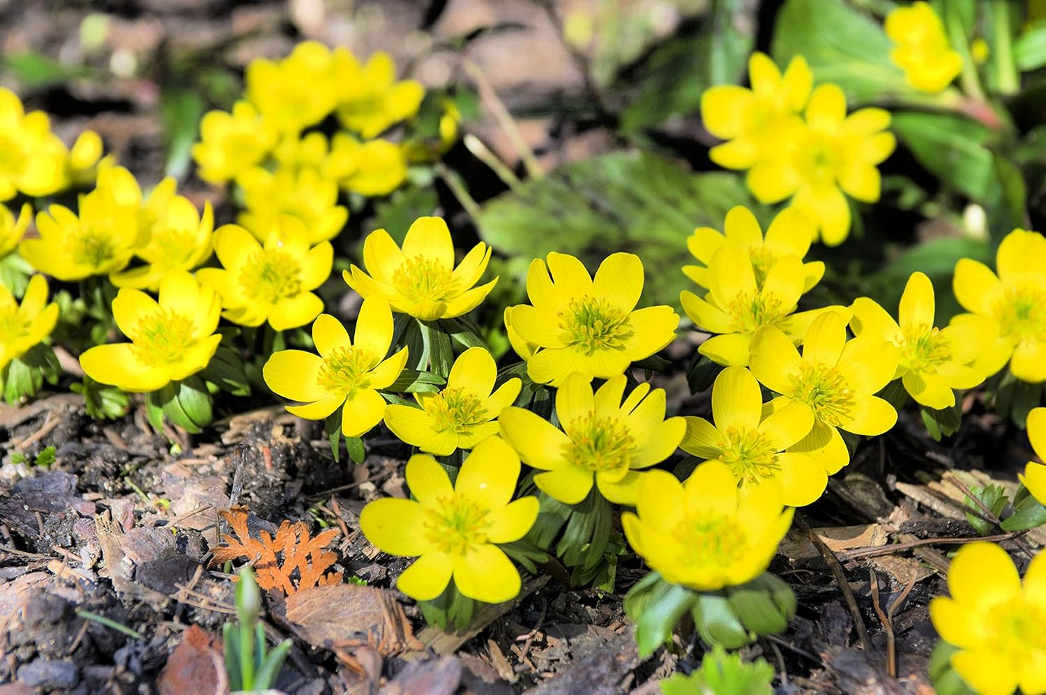 Yellow Eranthis Flower Bulbs for Planting - Early Spring Blooms - Ships from Iowa, USA (50 Bulbs)