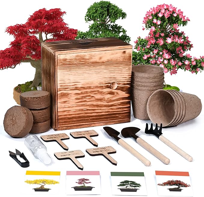 Bonsai Tree Kit, 4 Bonsai Tree Seeds with Complete Growing