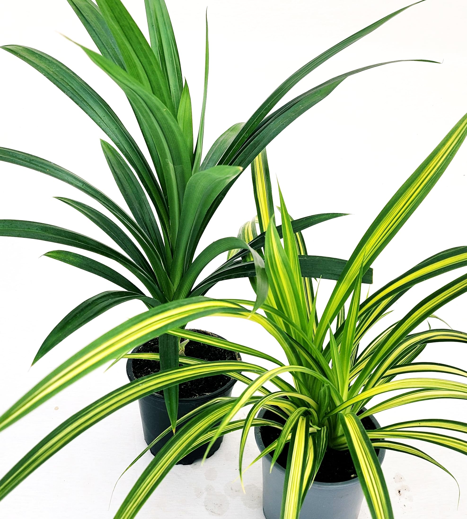 POWERS TO FLOWERS - PANDANUS AMARYLLIFOLIUS VERDE E VARIEGATO, 2 PIANTE, VASO 12CM DIAMETRO, pianta vera