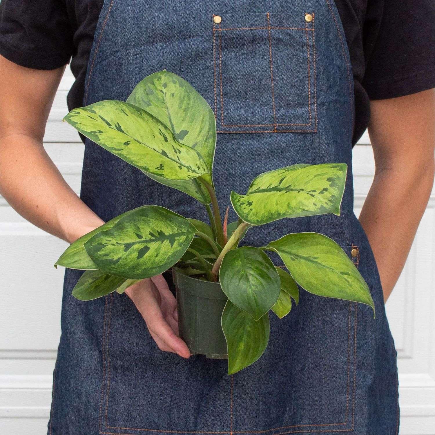 Amazon.com : Homalomena Selby Live Plant for Indoor | Houseplants