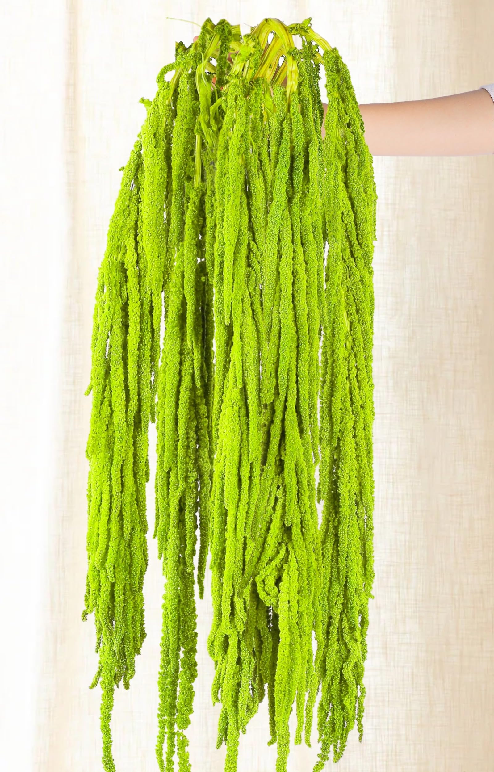 Glicrili 5-pack Neon Green Preserved Amaranthus