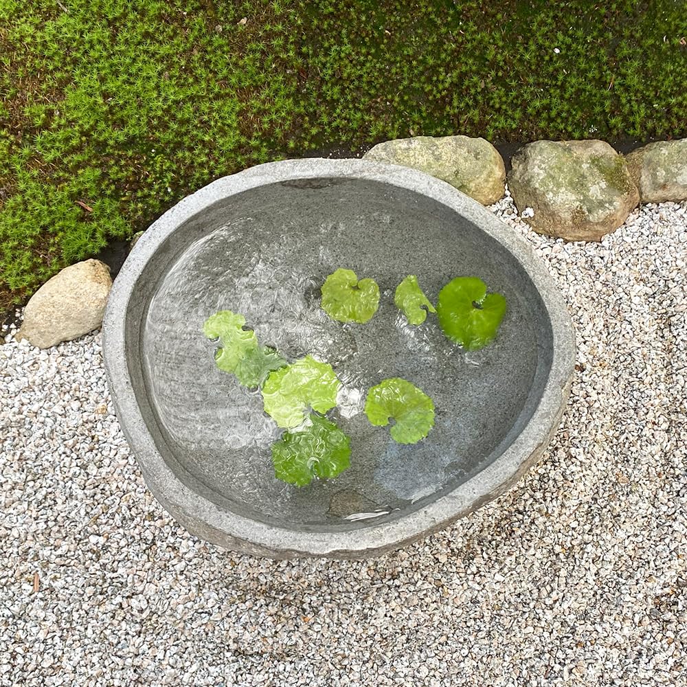 Amazon.co.jp: つくばい 手水鉢 石 睡蓮鉢 大型 おしゃれ 水鉢 メダカ