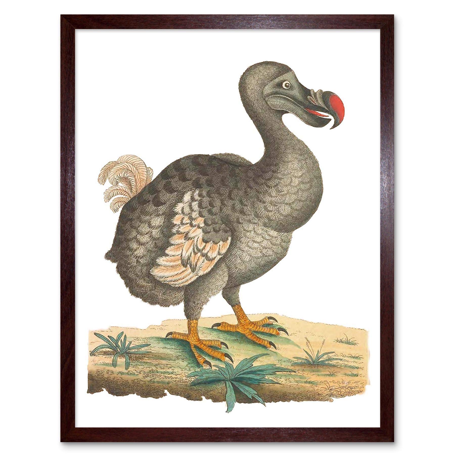 Wee Blue Coo Bird Dodo Vintage Illustration Art Print Framed Poster Wall Decor 12X16 Inch