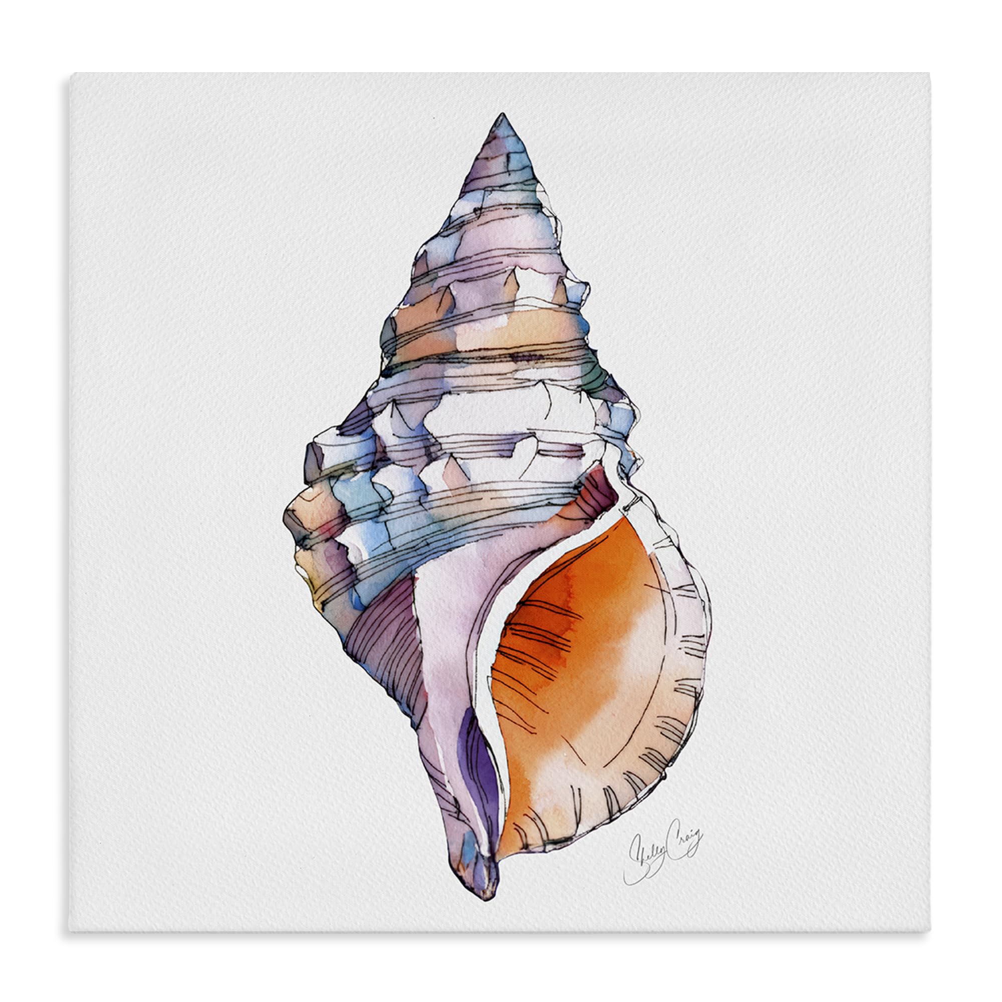 Stupell Industries Sunrise Conch Shell Watercolor 'Sunrise Conch Shell', Canvas Art, 30 X 30 Inches, Easy To Hang And Sturdy, Made In Usa, By Shelly Craig