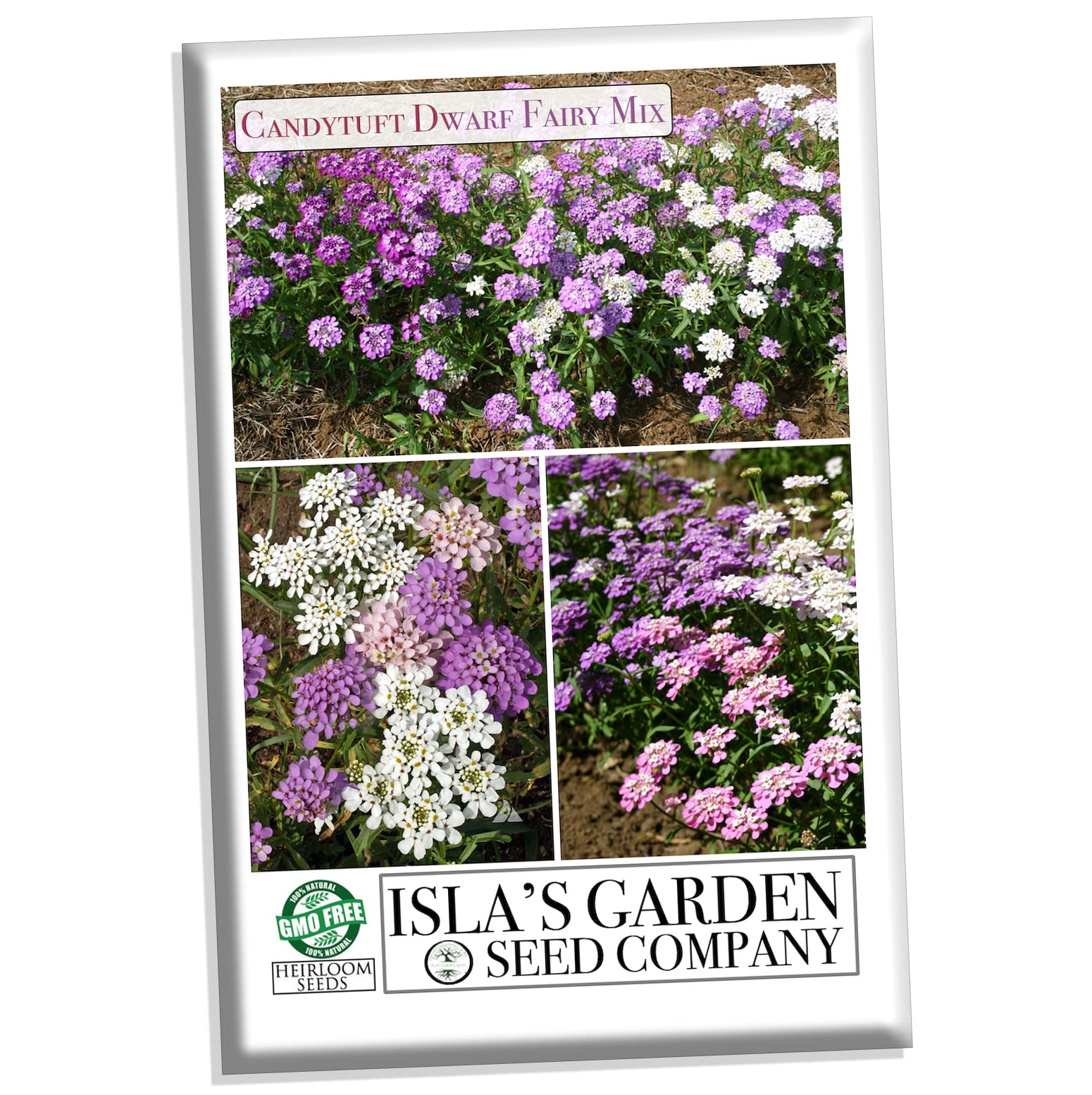 Candytuft Dwarf Fairy Mix Seeds (Iberis) – 300+ Non-GMO Heirloom Seeds by Isla’s Garden Seeds, Charming Low-Growing Blooms, Perfect for Borders & Rock Gardens, Attracts Pollinators, Great Gift Ideas