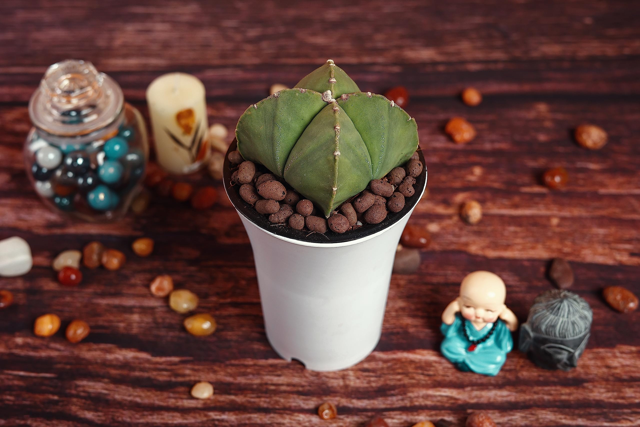 DREAM NURSERY-Astrophytum Flowering Cactus Live Plant (Rare) Size 3 inches Blooming Size. (Astrophytum quadricostatum) (B09VZN7D18) Amazon Price History, Amazon Price Tracker
